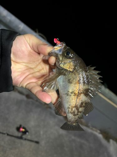 シロメバルの釣果