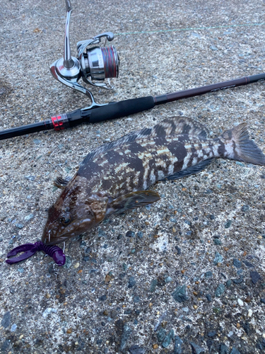 アイナメの釣果