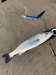 フッコ（マルスズキ）の釣果