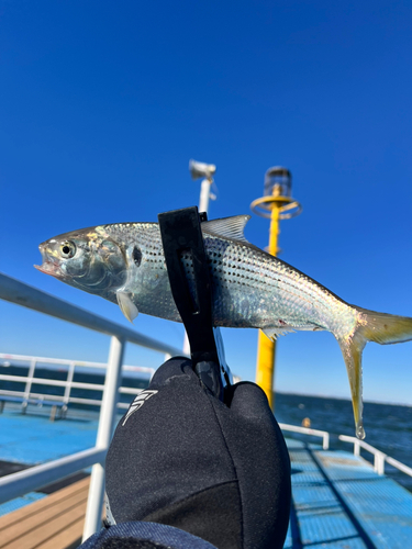 オリジナルメーカー海釣り公園