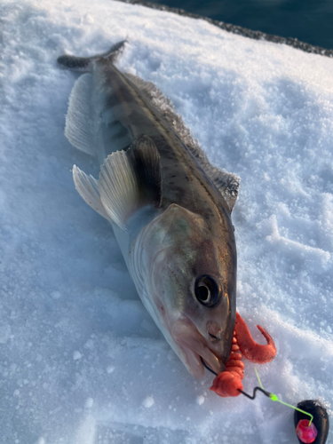 ホッケの釣果