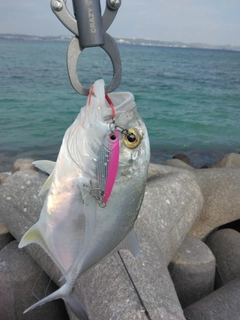 オニヒラアジの釣果