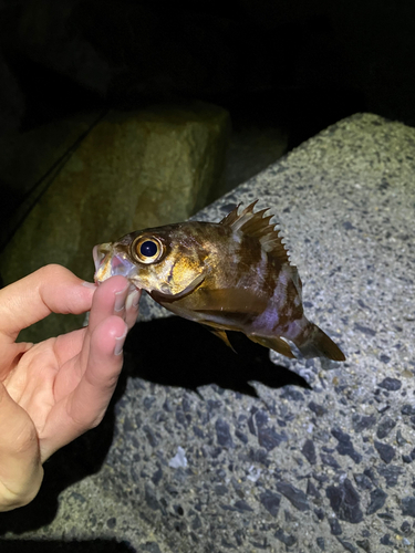 メバルの釣果