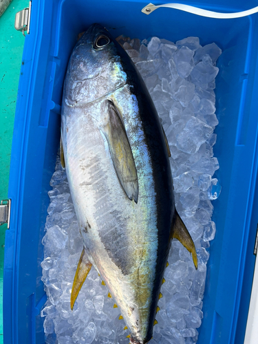 キハダマグロの釣果