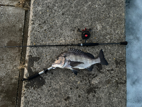 チヌの釣果