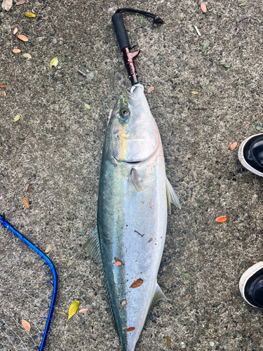 ブリの釣果