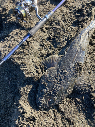 マゴチの釣果