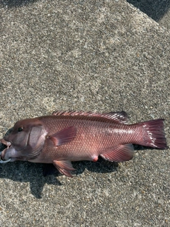 コブダイの釣果