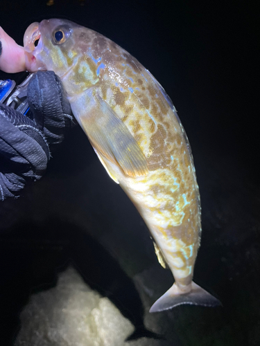 ホッケの釣果