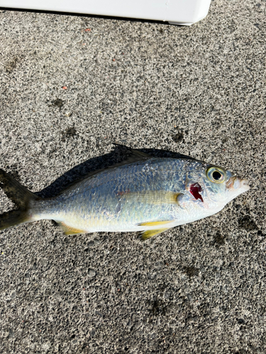 クロサギの釣果