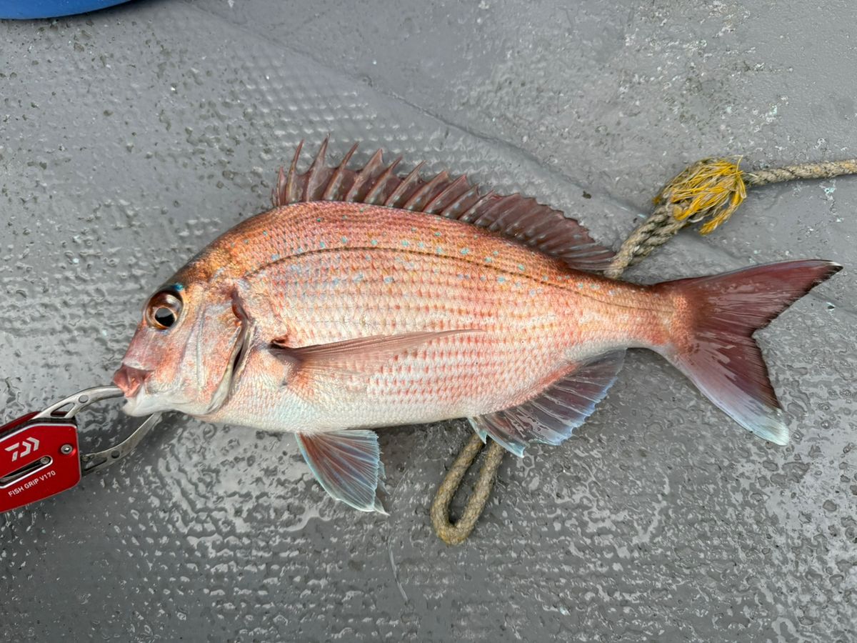 爆弾物処理班さんの釣果 1枚目の画像