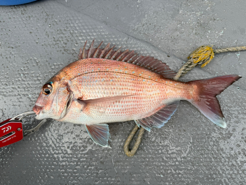 タイの釣果