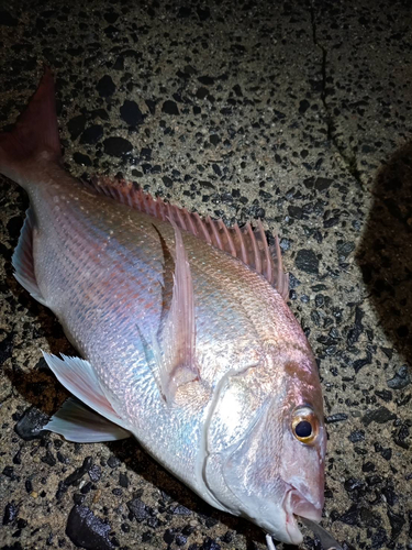 マダイの釣果