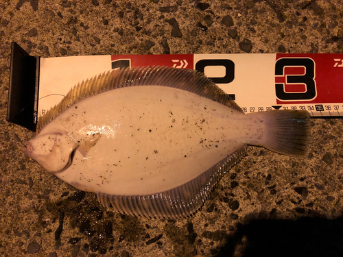 カレイの釣果