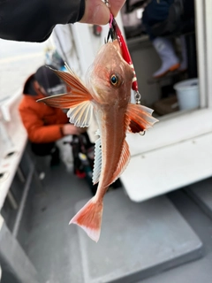 カナガシラの釣果