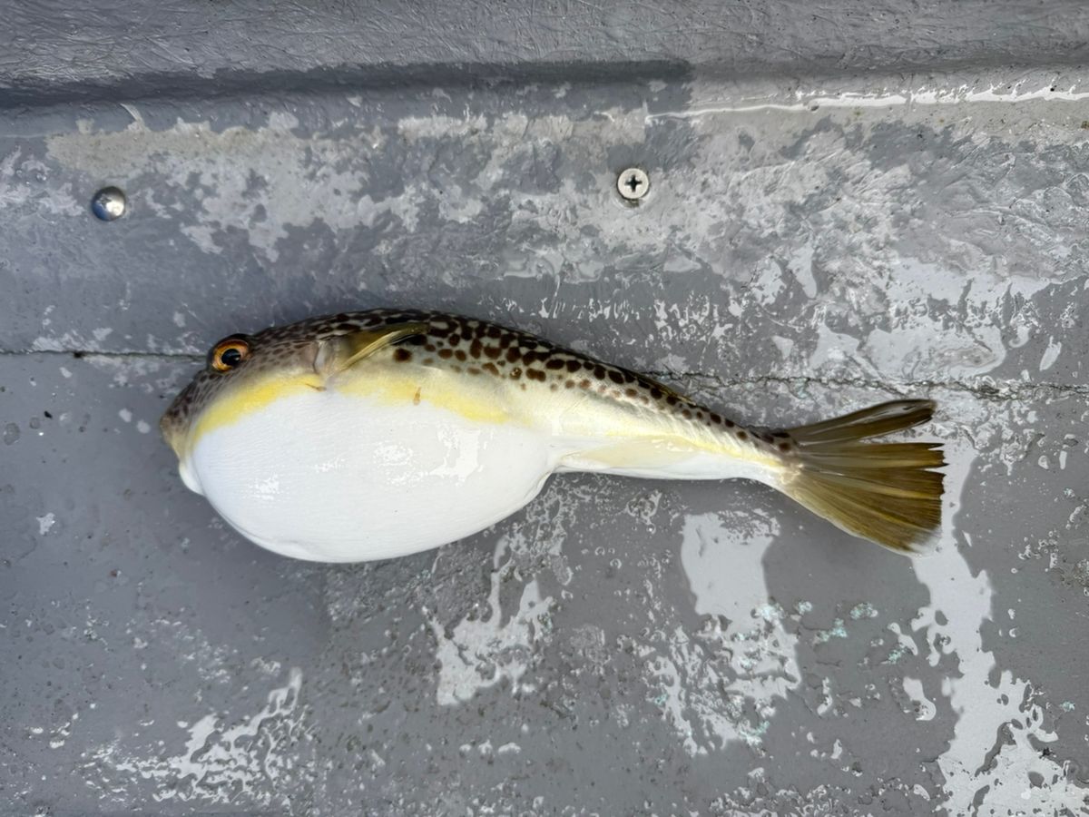爆弾物処理班さんの釣果 1枚目の画像