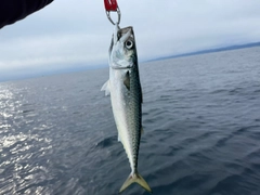 ゴマサバの釣果