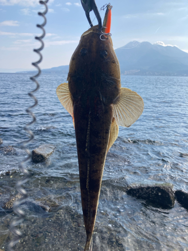 マゴチの釣果