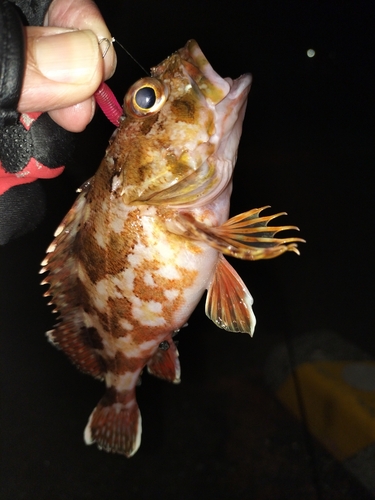 カサゴの釣果