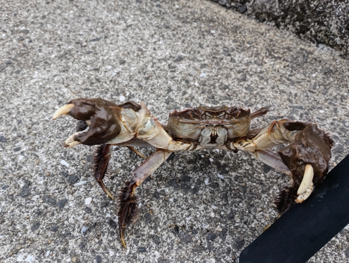 カニの釣果