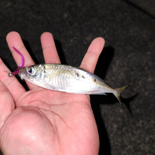 マアジの釣果