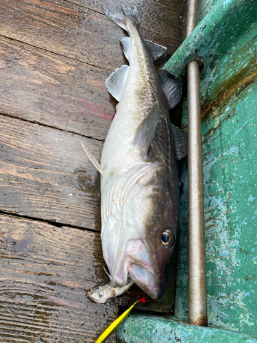 タラの釣果