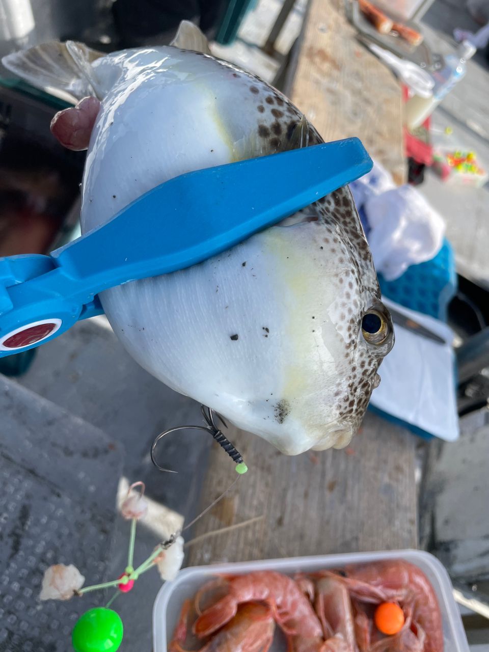 ケンタマンさんの釣果 1枚目の画像