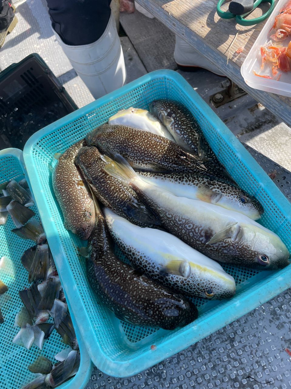 ケンタマンさんの釣果 2枚目の画像