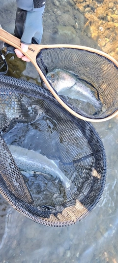 ニジマスの釣果