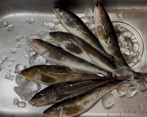 ホッケの釣果