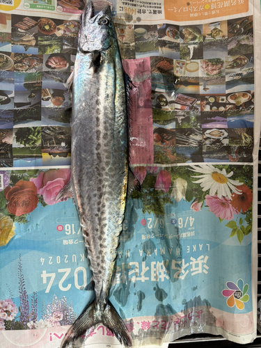 サゴシの釣果