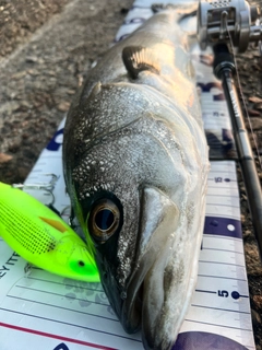 シーバスの釣果