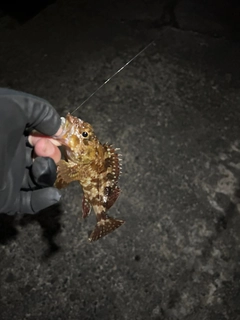 カサゴの釣果