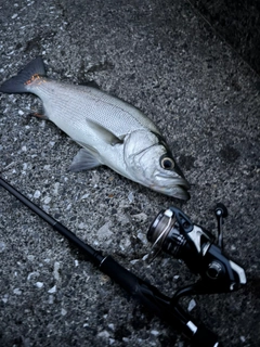 ヒラスズキの釣果