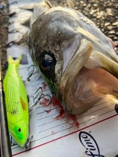 シーバスの釣果