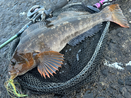 アイナメの釣果