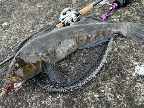 アイナメの釣果