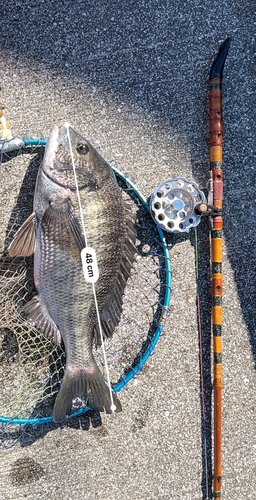 クロダイの釣果