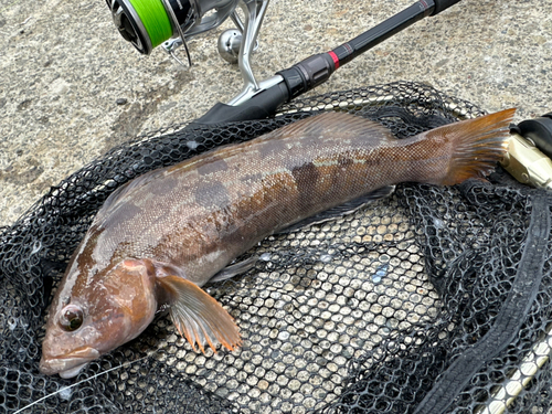 アイナメの釣果