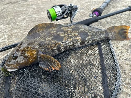 アイナメの釣果