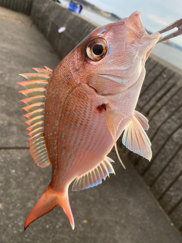 タイの釣果