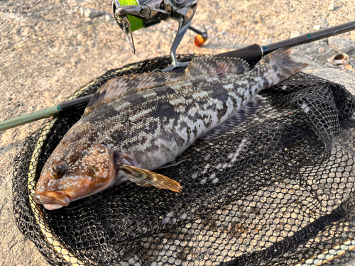 アイナメの釣果