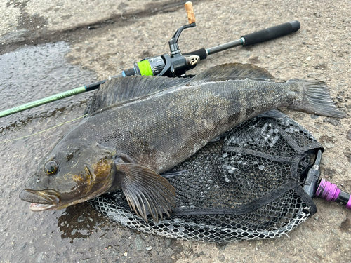 アイナメの釣果