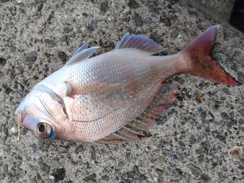 マダイの釣果