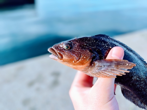 アイナメの釣果