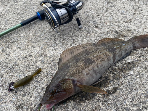 アイナメの釣果