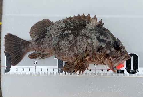 ムラソイの釣果