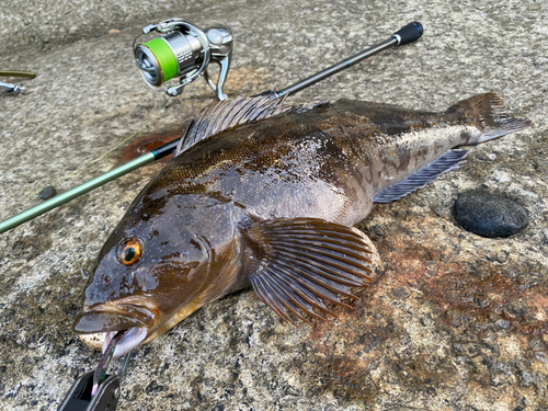 アイナメの釣果