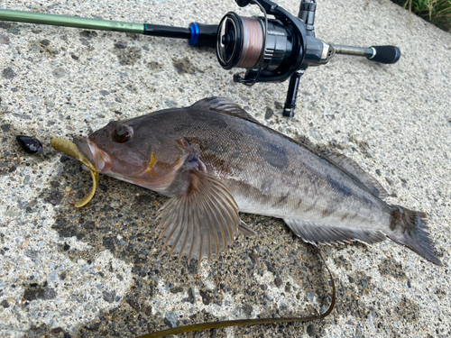 アイナメの釣果