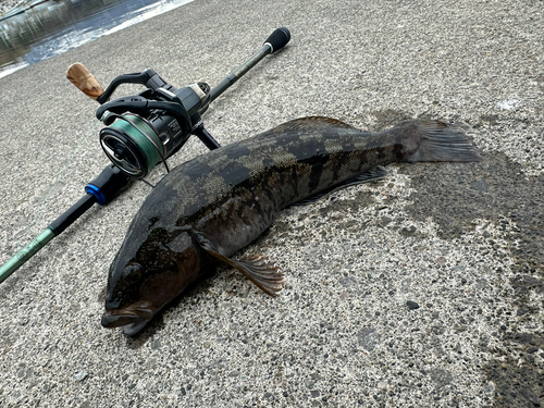 アイナメの釣果